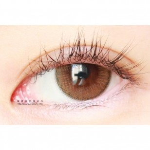 Holoris Ginger Brown(日拋)